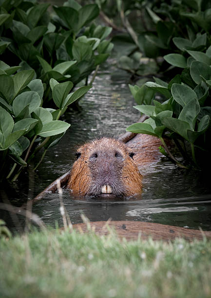 istock Capybara in Water Searching for Food 2236933843