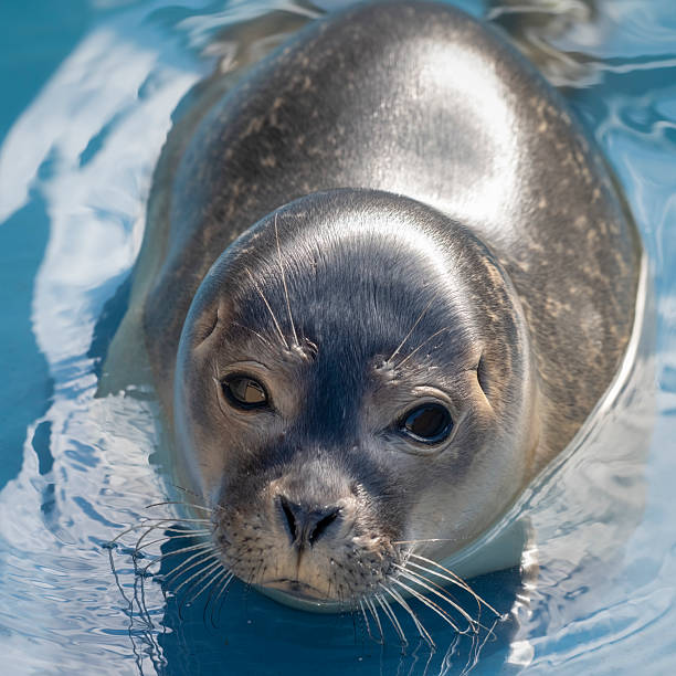 harbour seal in a rehabilitation pool uk