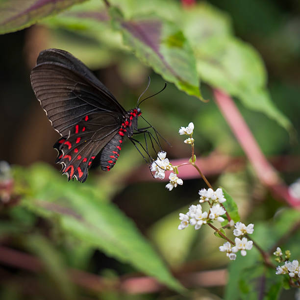 istock Pink Spotted Cattleheart Butterfly on a White Flower 2236933917