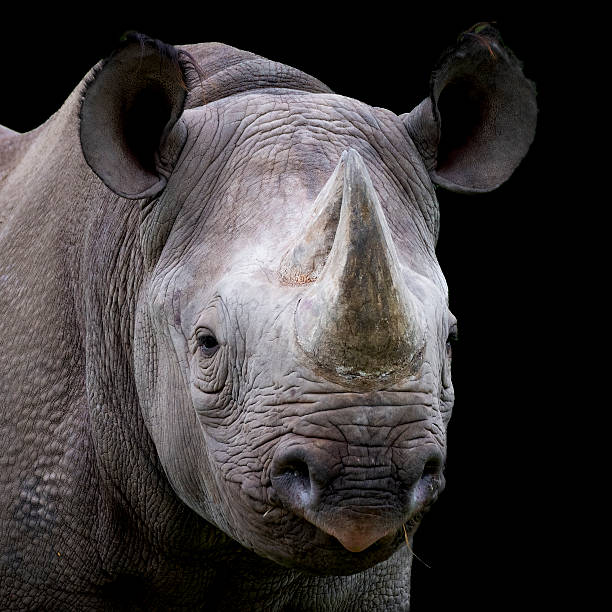 istock Black Rhinoceros Close up No Background 2236934077