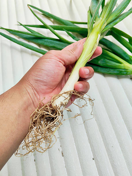 istock Hand Holding Organic Scallions Showing Their Natural Root System 2236935588