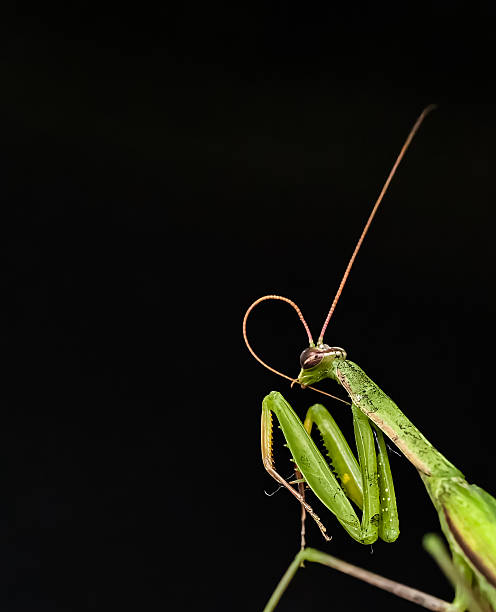 istock a praying mantis on a black background. The mantis is a beautiful and interesting insect that looks like an alien 2236935819