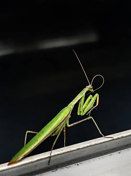 istock A mantis on a black background is a beautiful and interesting insect that looks like an alien 2236935824