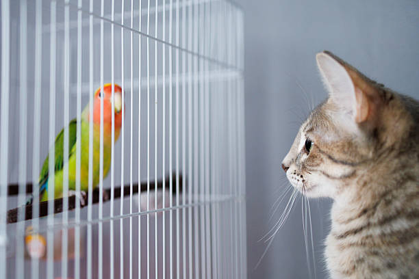 istock Curious domestic cat staring at a peach-faced lovebird inside a cage. The parrot sits on a perch, and the two animals look at each other, creating a moment of interaction and tension 2236937523