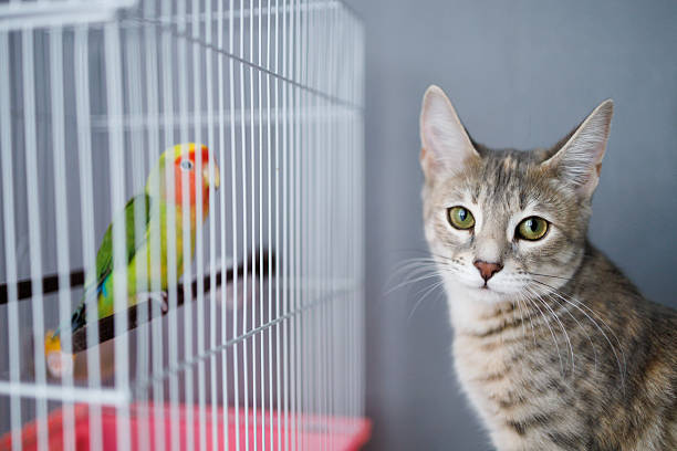 istock Curious domestic cat staring at a peach-faced lovebird inside a cage. The parrot sits on a perch, and the two animals look at each other, creating a moment of interaction and tension 2236937528