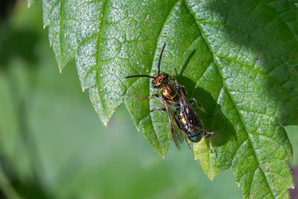 A Pure gold-green sweat bee or Pure Green Augochlora on a  leave in autumn,  in the boreal forest of Quebec, Canada.