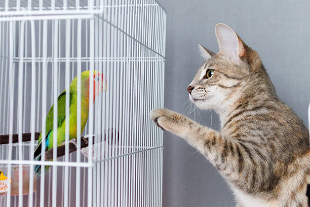 istock Curious domestic cat staring at a peach-faced lovebird inside a cage. The parrot sits on a perch, and the two animals look at each other, creating a moment of interaction and tension 2236937582