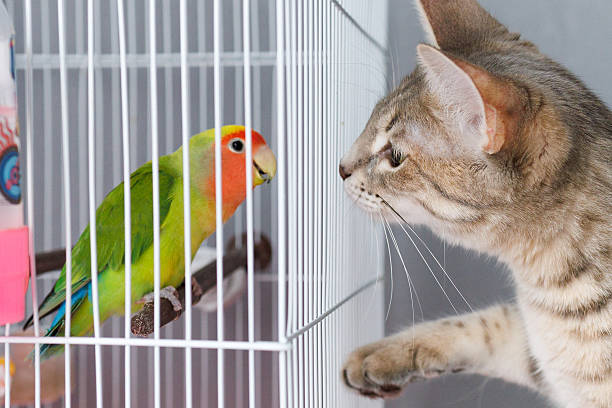 Curious domestic cat staring at a peach-faced lovebird inside a cage. The parrot sits on a perch, and the two animals look at each other, creating a moment of interaction and tension