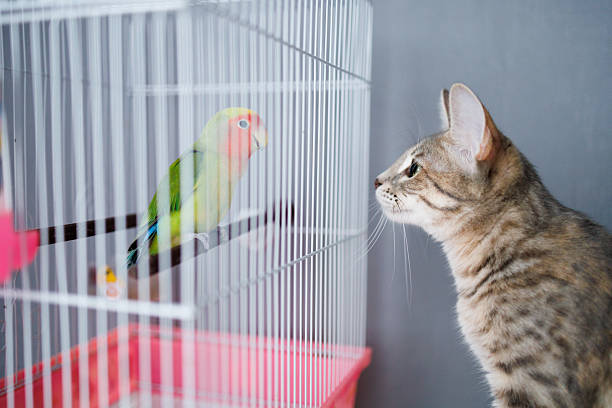 istock Curious domestic cat staring at a peach-faced lovebird inside a cage. The parrot sits on a perch, and the two animals look at each other, creating a moment of interaction and tension 2236937963