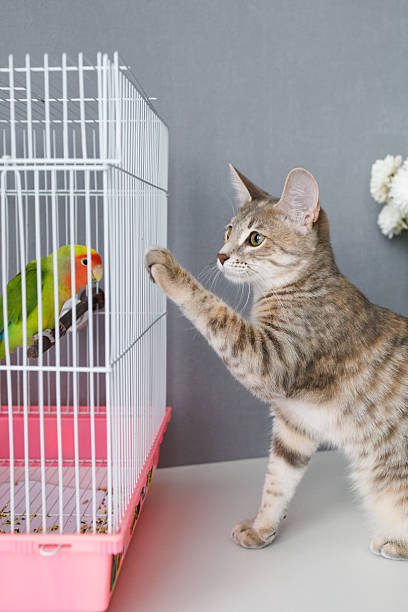 istock Curious domestic cat staring at a peach-faced lovebird inside a cage. The parrot sits on a perch, and the two animals look at each other, creating a moment of interaction and tension 2236938074