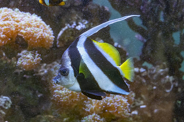 istock Pennant Coralfish Heniochus Acuminatus 2236940741
