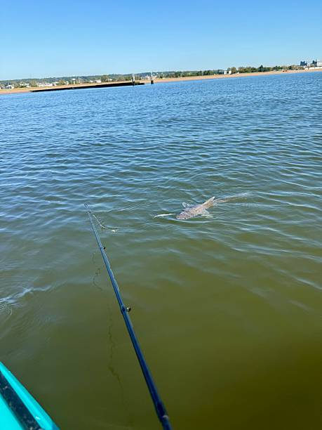 Fish swimming in the water