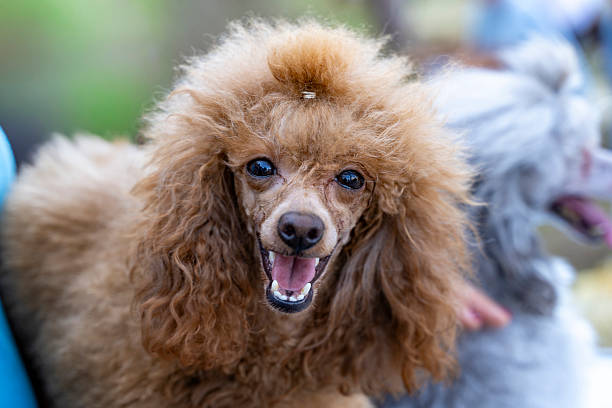Happy brown poodle portrait showing a friendly expression with mouth open