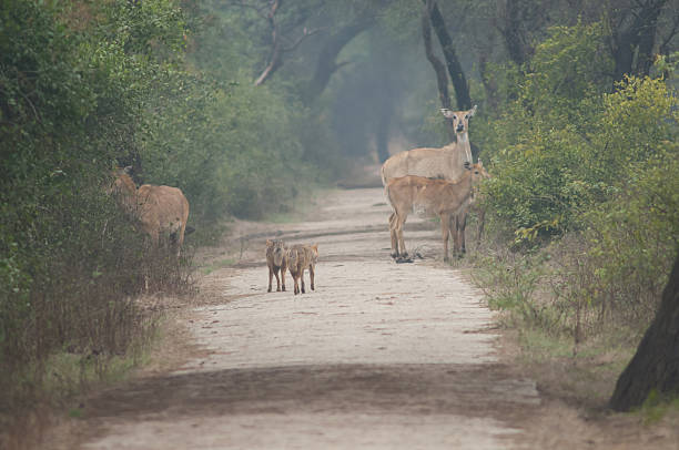 istock Golden jackals and nilgai. 2236941423