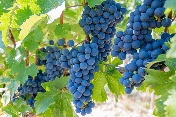 istock Large bunche of red wine grapes in summer vineyard. 2236942622