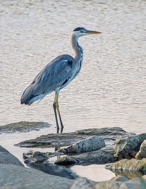 istock Heron on the bank of a river 2236943838