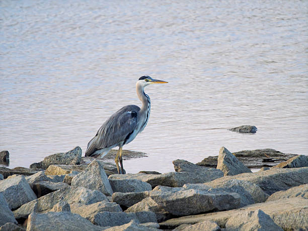 Heron on the bank of a river