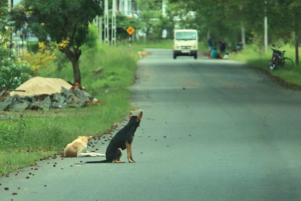 istock dogs sitting on the street 2236944044