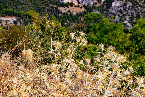 Thistle plants stand dry in a winter meadow, with a mountain landscape background under a clear blue sky.