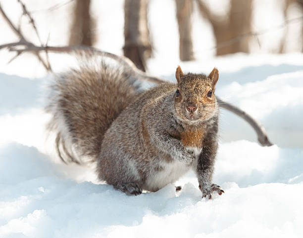 istock Curious Squirrel Amid Fresh Snow in a Quiet Winter Forest Scene 2236945721
