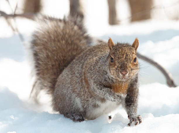 istock Curious Squirrel Amid Fresh Snow in a Quiet Winter Forest Scene 2236945724