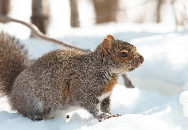 A curious squirrel stands on snowy ground in a tranquil winter forest, showcasing fluffy fur, a bushy tail, and bright eyes amid bare branches and soft daylight.