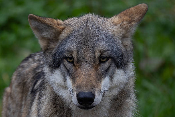 istock Curious gray wolf on the prowl standing in the forest 2236948127