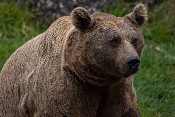 European brown bear in forest at summer. Portrait brown bear in the forest up close. Wildlife scene from spring nature. Wild animal in the natural habitat. Roar.