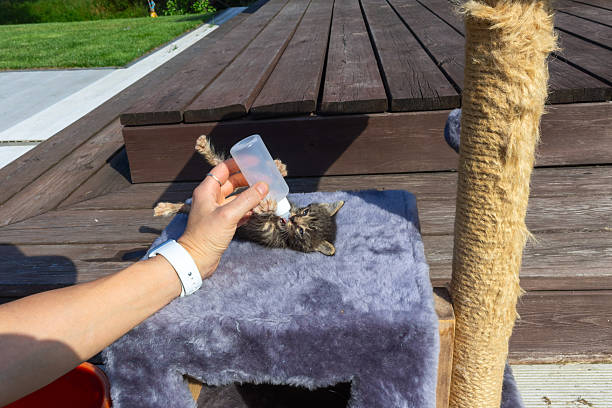 Feeding a kitten with a bottle. Fragile life held in human hands as newborn kitten drinks from bottle evoking themes of trust vulnerability and the quiet power of compassion.