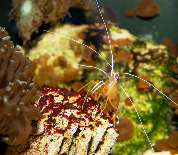Red skunk cleaner shrimp - Lysmata Amboinensis