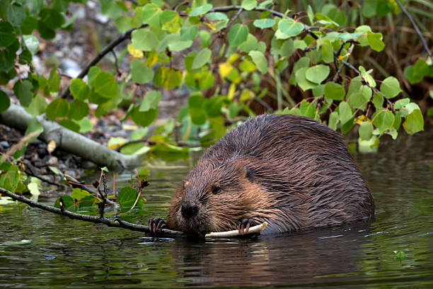 istock Canadian Beaver at Reflection Lake, Alaska Highway 97, Toad River, British Columbia, Canada 2236948692
