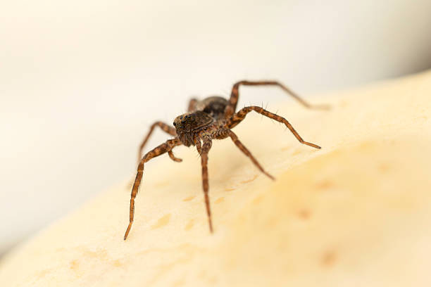 Jumping Spider on Glass