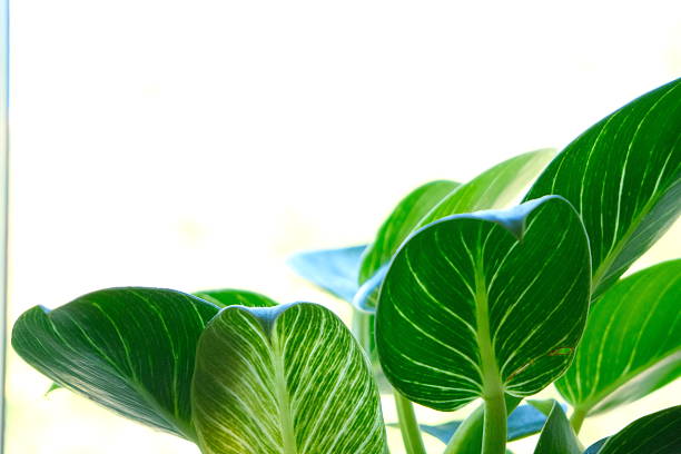 Golden Pothos