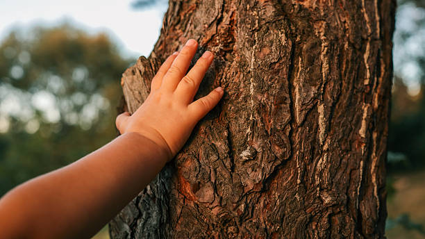 istock Child's hand touching a tree trunk in a forest 2236954551