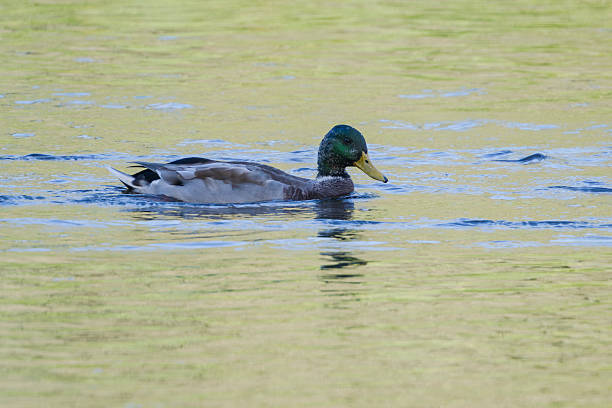 istock Mallard swimming in the river 2236954671