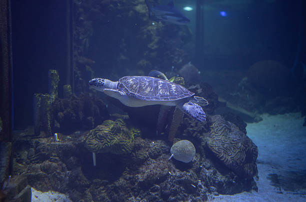 istock Big beautiful turtle in an aquarium. Turtle in captivity. Background, space for text 2236954742