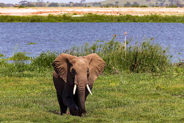An African elephant standing near a water body, surrounded by green grass and reeds.