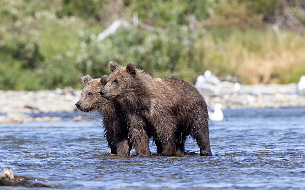 istock Coastal Brown bear mothers and cubs 2236957973
