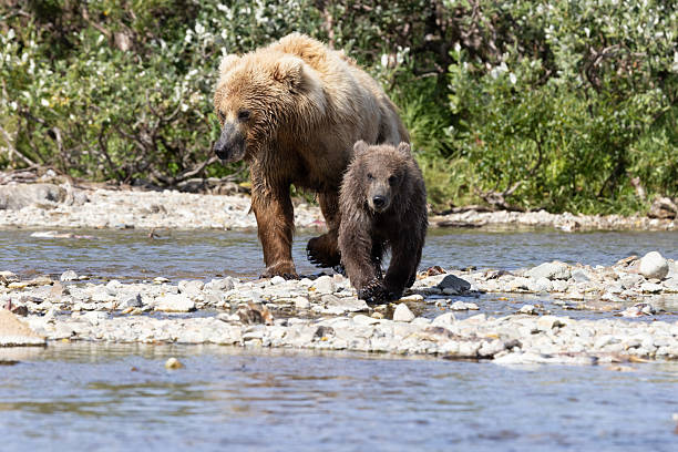 istock Coastal Brown bear mothers and cubs 2236957997