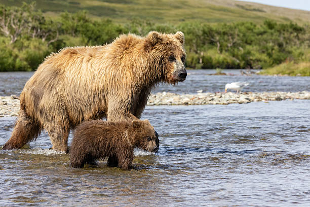 istock Coastal Brown bear mothers and cubs 2236958035