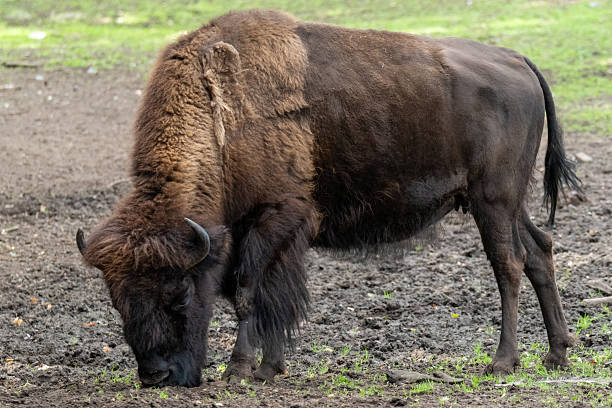 istock American bison grazing in muddy nature habitat 2236958109