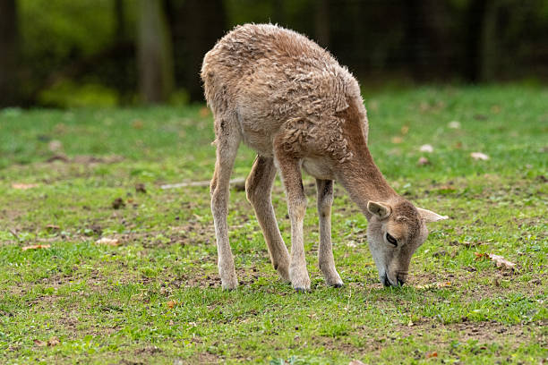 Young mouflon lamb standing and eating fresh grass in a forest clearing