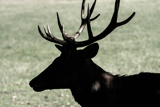 alpine antler background