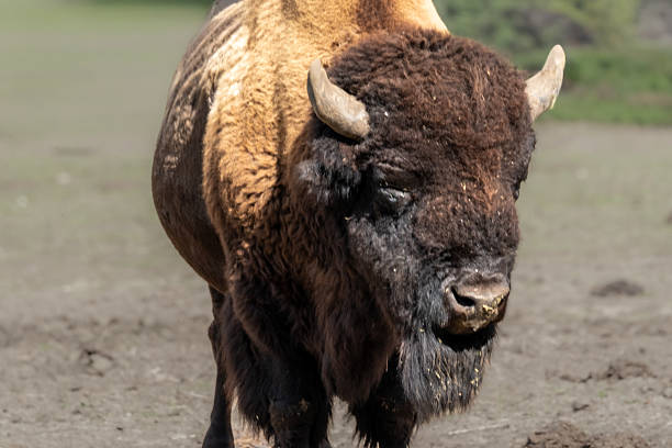 istock American bison standing outdoors looking at viewer during daytime 2236958120