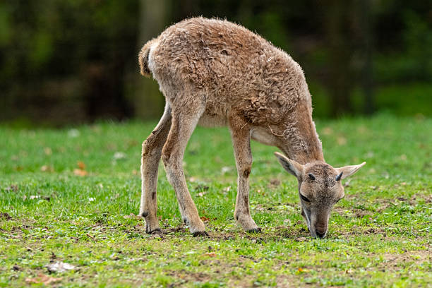 Young mouflon lamb eating fresh green grass in a field