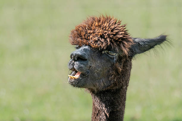 istock Alpaca head close-up showing teeth chewing grass outdoors 2236958131