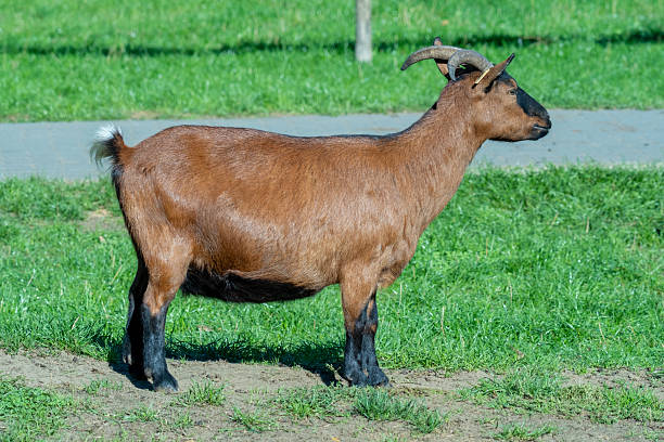 Funny brown and white goat standing under clear sky with space for text. Great for farming, agriculture, and countryside lifestyle themes.