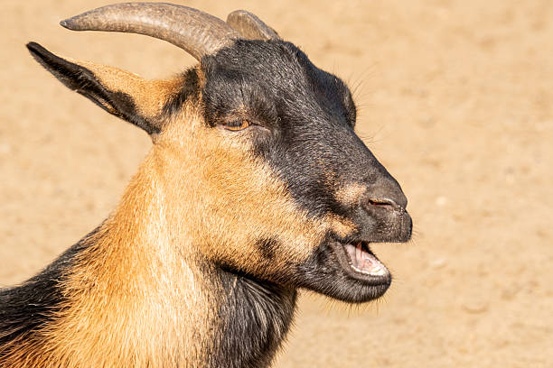 istock Goat opening mouth yelling calling braying sound 2236958154
