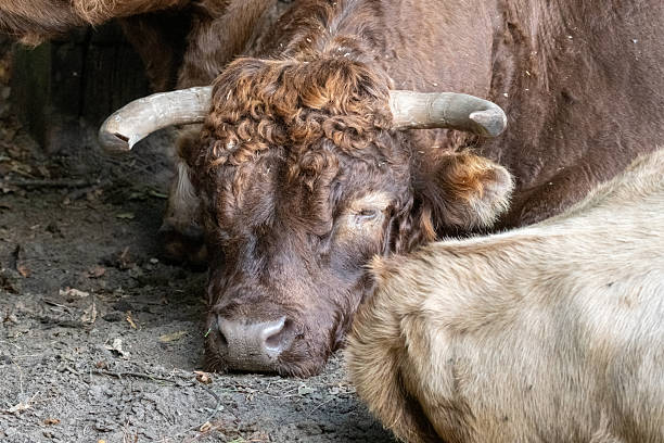 Brown highland cattle bull resting on muddy ground next to another light-colored cattle