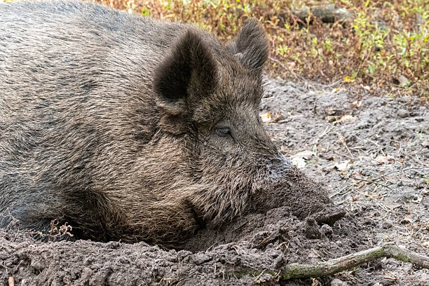 istock Wild boar resting in mud in natural habitat 2236958175